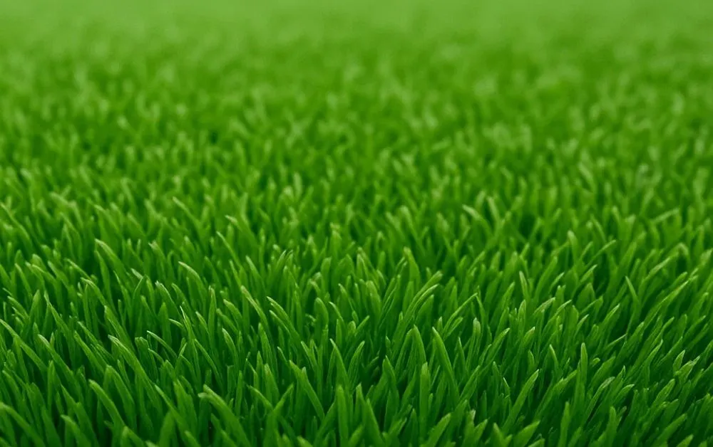 Top 5 Reasons Why Artificial Grass is Perfect for Oman's Climate