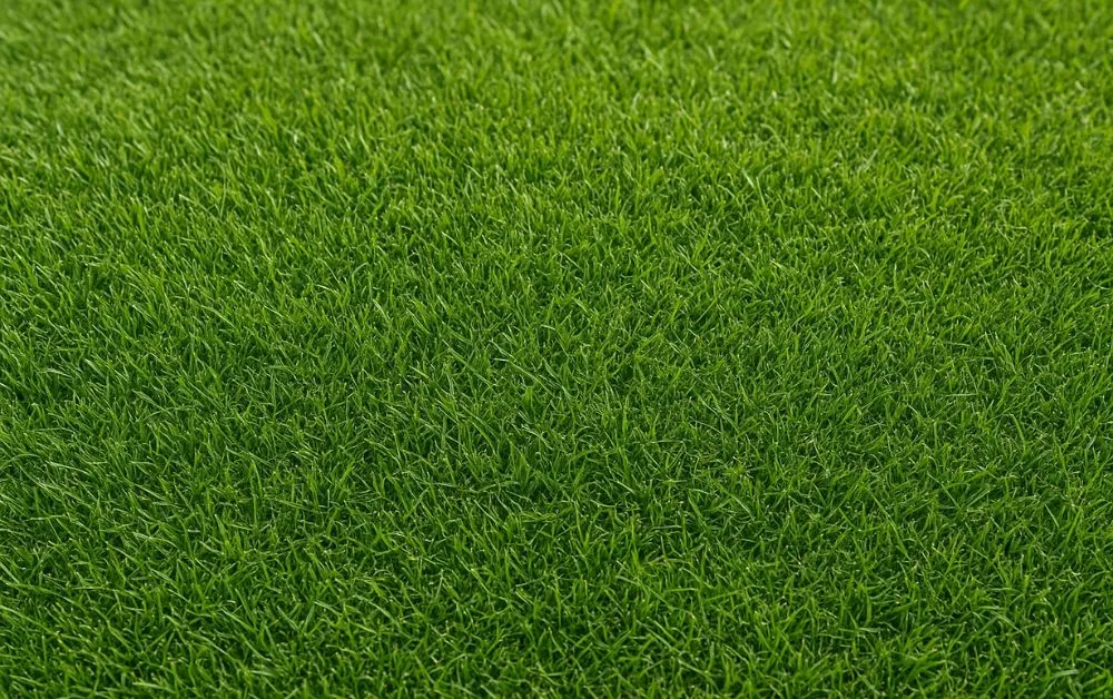 How to Choose the Right Artificial Grass Supplier for Your Home or Business?