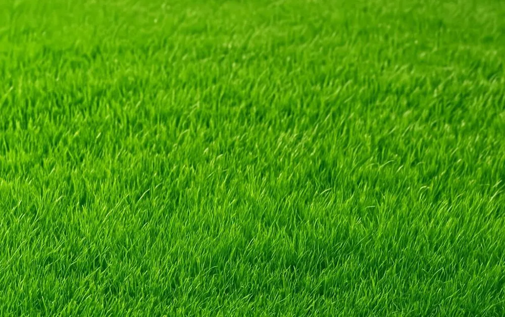 How Is Artificial Grass Changing the Landscape Design Industry Today?